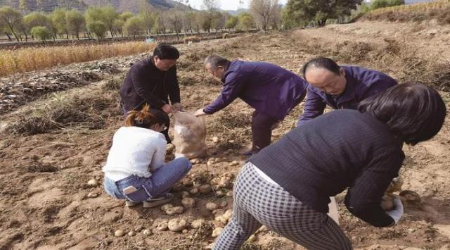 庆祝全国爱犬周的多种方式