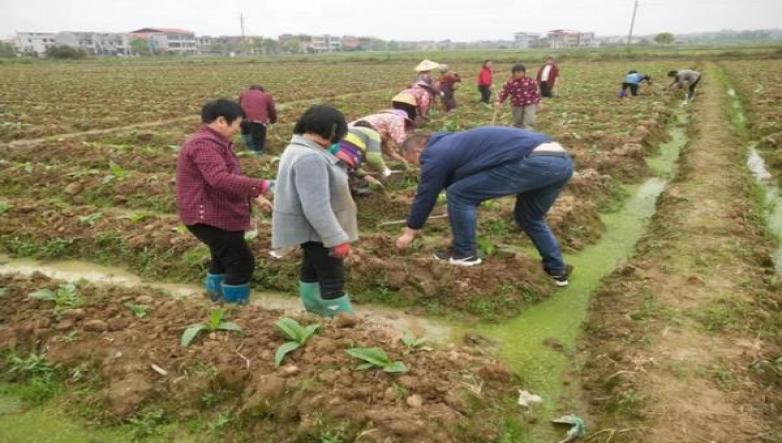 秋季草坪修剪指南：让草坪春季更健康