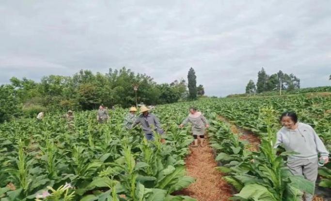 麦考尔宣布退役：告别绿茵场，开启教练生涯