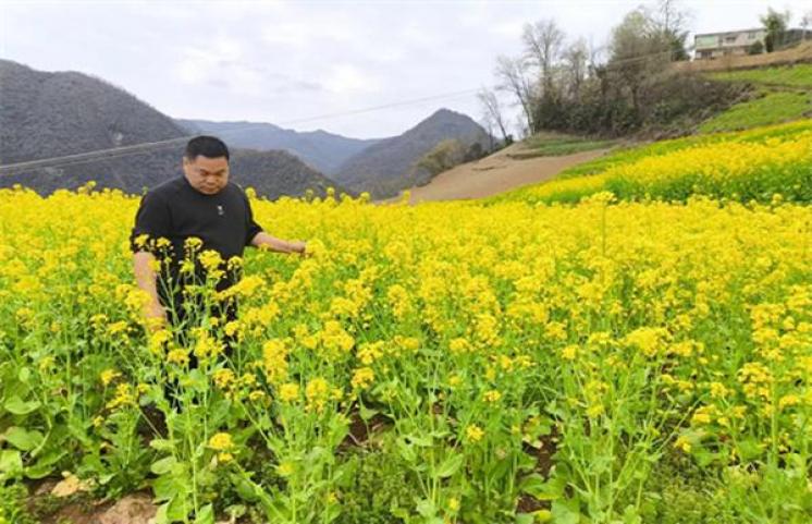 招财树的种植指南：如何照料这棵象征好运的植物