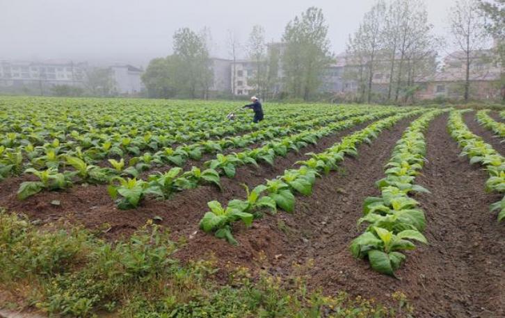 委内瑞拉前总统候选人称将回国就职