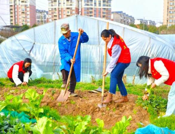 兰花修剪指南：什么时候修剪，如何修剪？