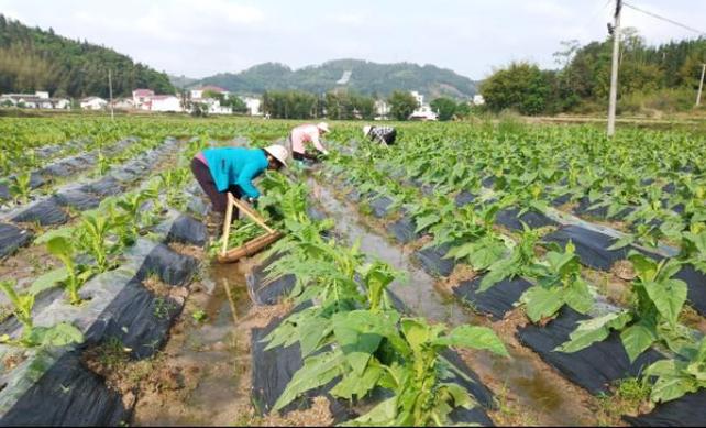 狗狗召回训练的误区与解决方法